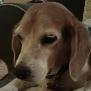 Meet your Posher, Clara